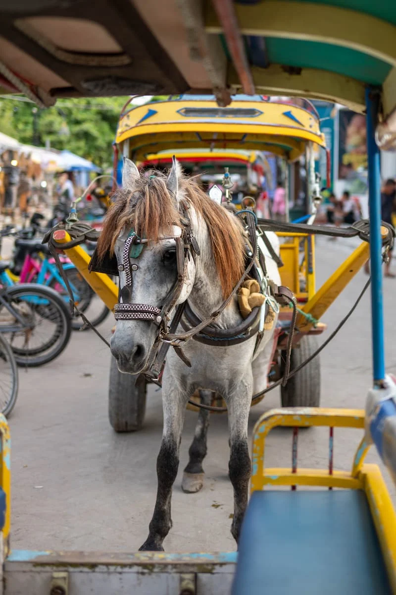 Gili T — fotografie 5 z 5