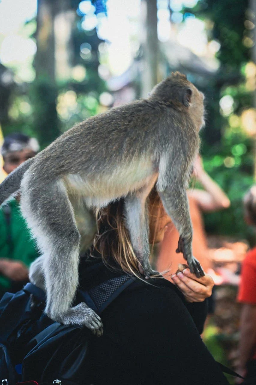 Ubud — fotografie 3 z 8